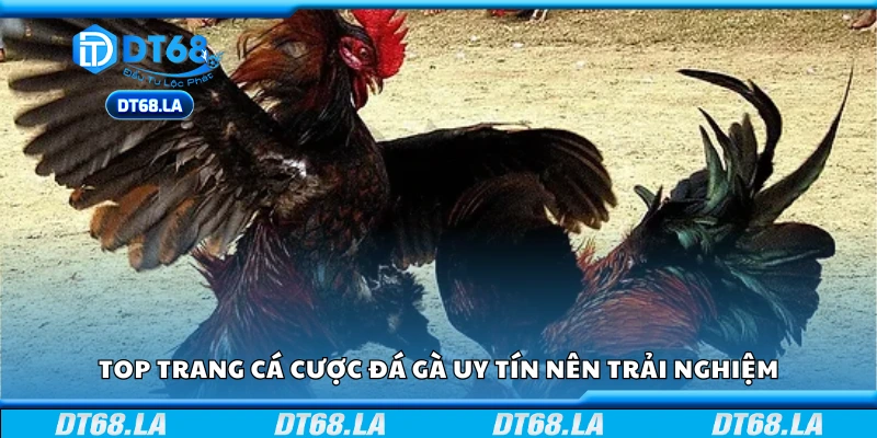Top trang cá cược đá gà uy tín 